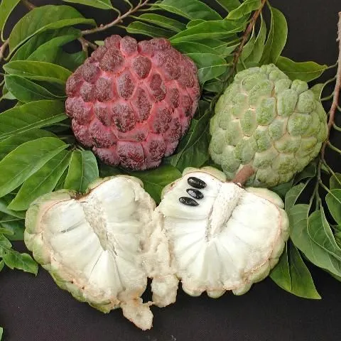 thumbnail for publication: Sugar Apple Growing in the Florida Home Landscape